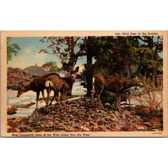 None and/or Unknown Other - Wild Deer In The Rockies The Wild Game Thru The West Vintage Postcard SPF25